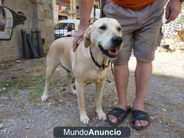 Regalo cachorritos de pastor aleman