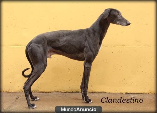 Venta de galgos