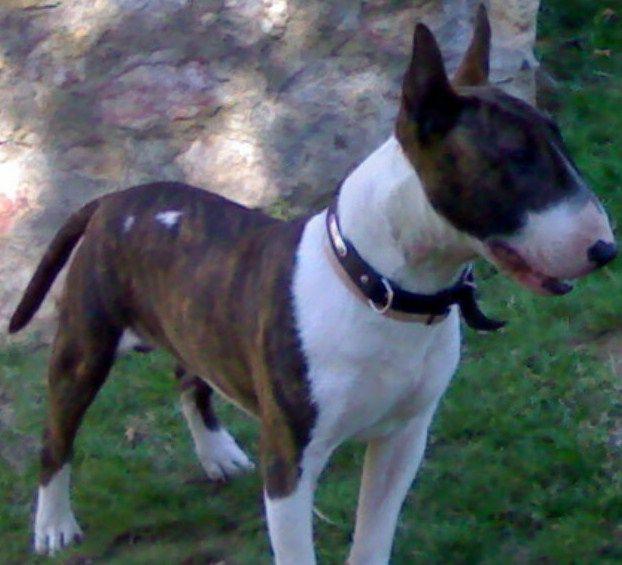 bull terrier busca novia