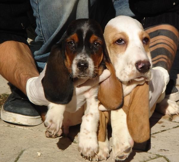 CACHORROS DE BASSET HOUND 600