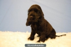 cachorros de cocker negros disponibles... - mejor precio | unprecio.es