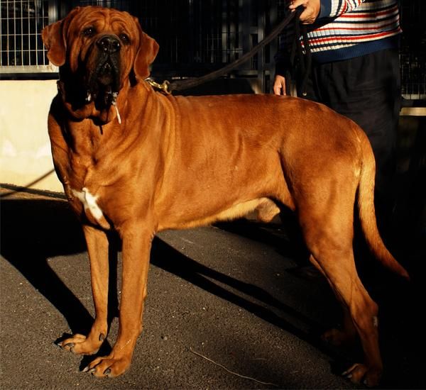 Cachorros de raza Tosa Inu