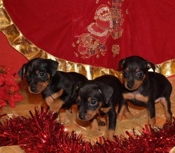 Cachorros Mini Pincher, precio extraordinarios