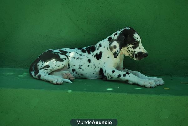 CAMADA DE DOGO ALEMAN ARLEQUIN, EXCELENTES