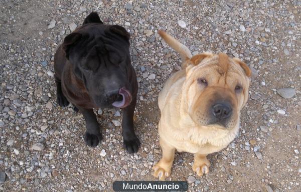 Camada de Shar pei