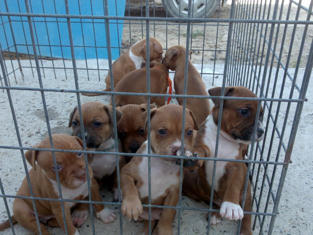 ESPECTACULAR CAMADA AMERICAN PITBULL RED NOSE  X MEXICANO