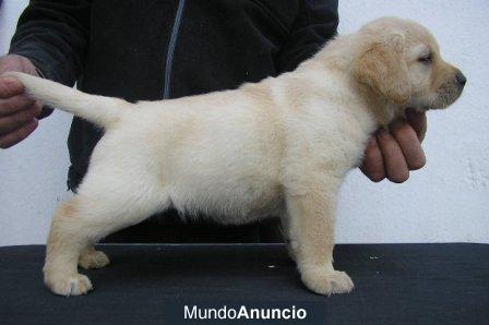 Excelente camada de Labrador Retriever