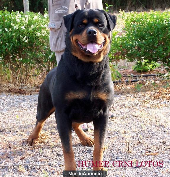 EXCELENTE CAMADA DE ROTTWEILERS!!!