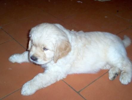 GOLDEN RETRIEVER CACHORROS