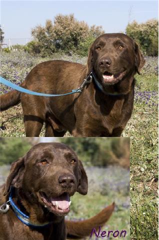 Labrador chocolate en adopcion de 4 años