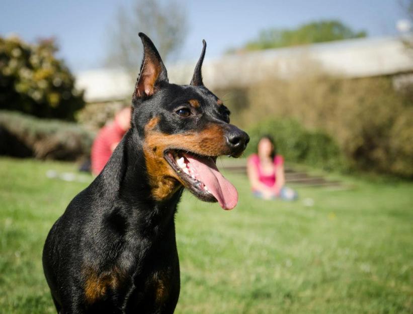 Pinscher Miniatura de alta calidad