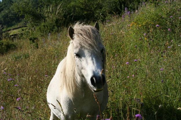 poni shetland