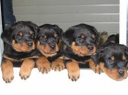 Preciosa camada de Rottweiler