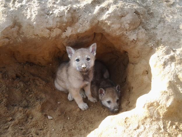 Preciosos cachorros de perro lobo checoslovaco