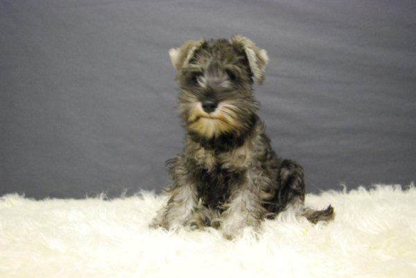 Schnauzer cachorros de calidad, machos & hembras.