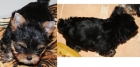 Ultima cachorrita yorkshire terrier, tamaño pequeño - mejor precio | unprecio.es