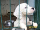 vendo cachorros de setter ingles tricolor - mejor precio | unprecio.es