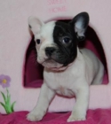 Bulldog Frances - mejor precio | unprecio.es