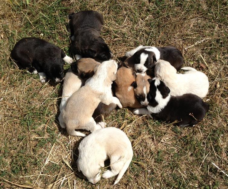 Cachorros mastin leones