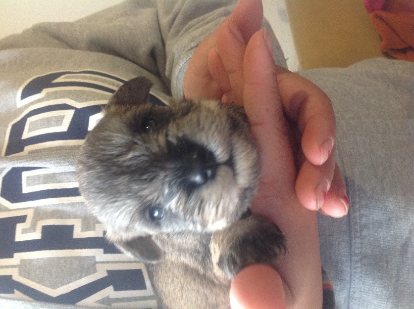 Cachorros Schnauzer miniatura