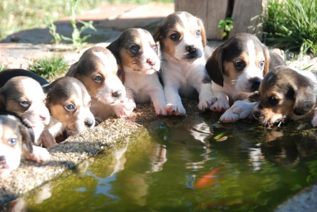 Camada beagle tricolor, nacionales, LOE 270