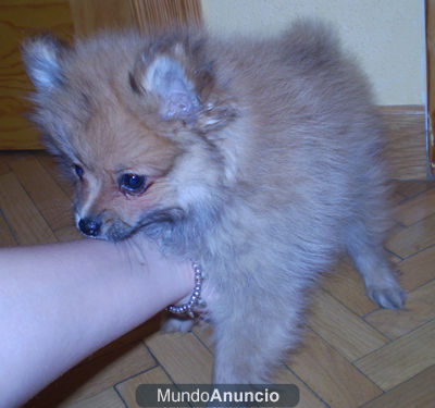 POMERANIA MACHITO ANTICRISIS 350 EUROS