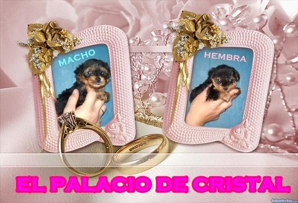 yorkshire terrier hembra miniatura y macho con loe