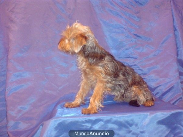 YORKSHIRES TERRIER PERROS MINIATURA, perros, cachorros, criadero, venta.