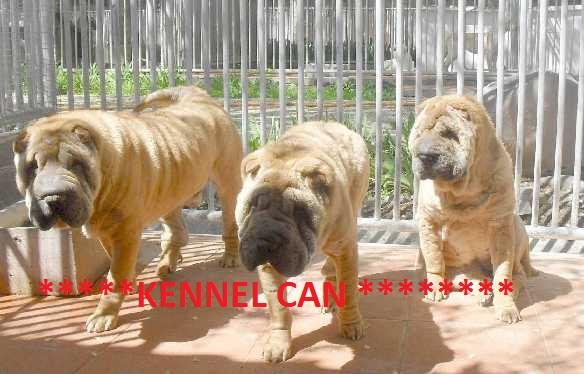 A la venta cachorros de shar pei