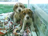 BEAGLE, CACHORROS POR 450 EUROS MUY BONITOS