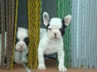 Bulldog Frances - mejor precio | unprecio.es