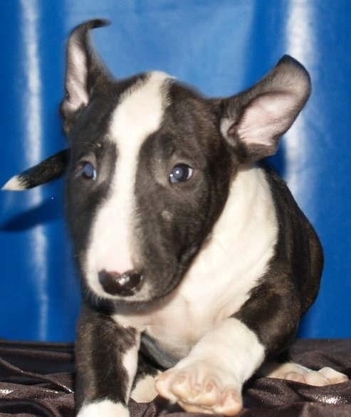 Bullterrier, unos cachorros explendidos