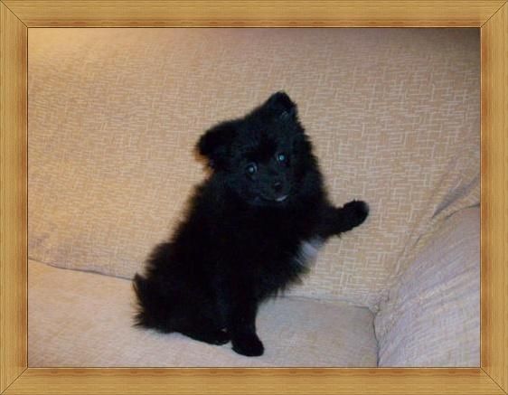 cachorro de spitz mediano ( pomerania)