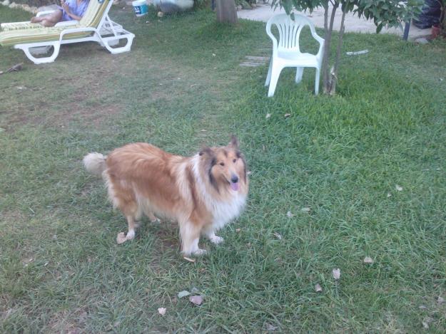 cachorros rough collie