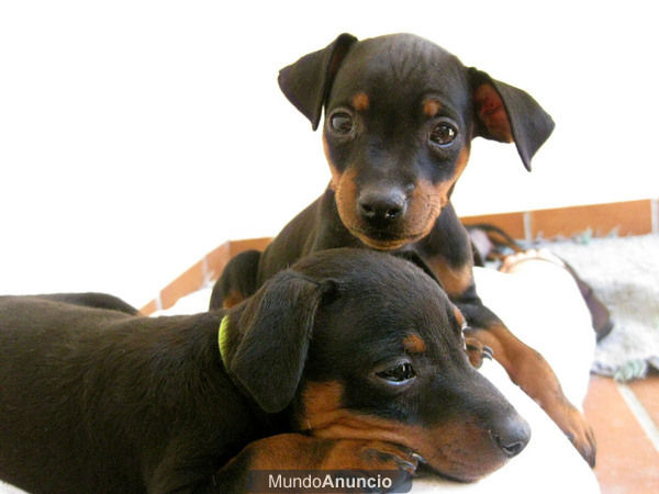 Camada de Mini Pinscher Miniatura