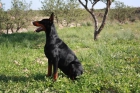 Dobermann Eternal Flame - mejor precio | unprecio.es