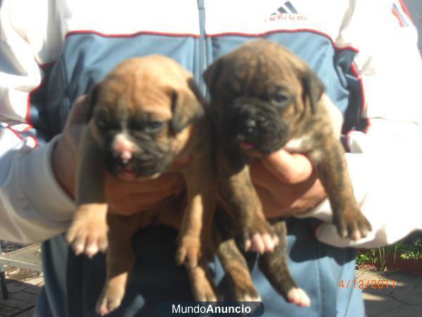 Excelente cachorros Boxer