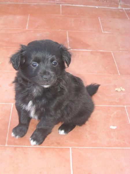 MERCURIO, cachorrito de raza pequeña