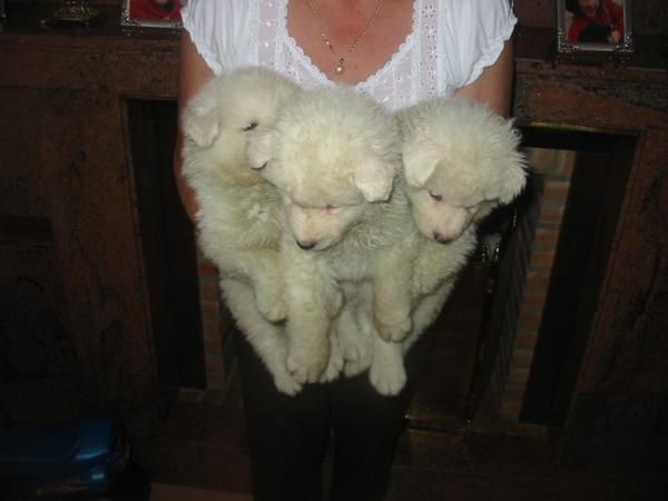 Samoyedos,dos machos,cachorros.