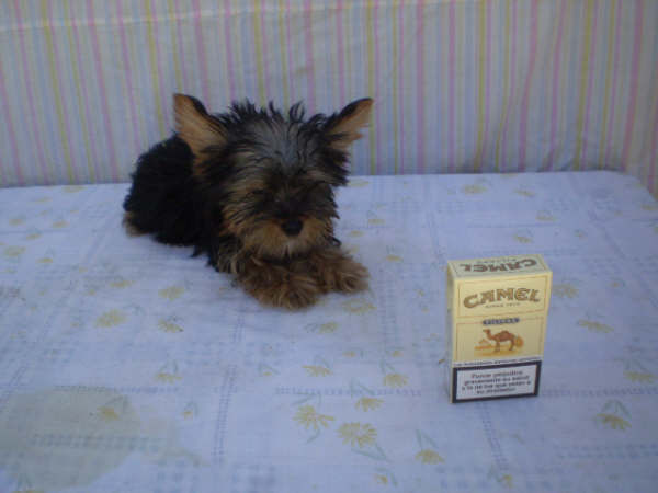 /// Yorkshire Terrier Excelentes Camadas ///