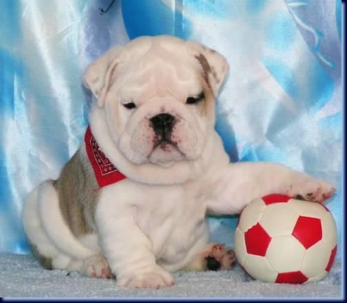 Adorable Bulldog Inglés cachorros.