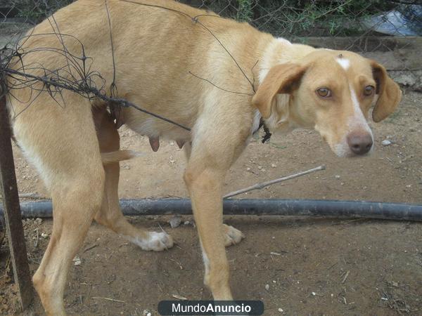 ALMA atada con alambres dia a noche y sin poder sentarse, ayudala por favor!!!