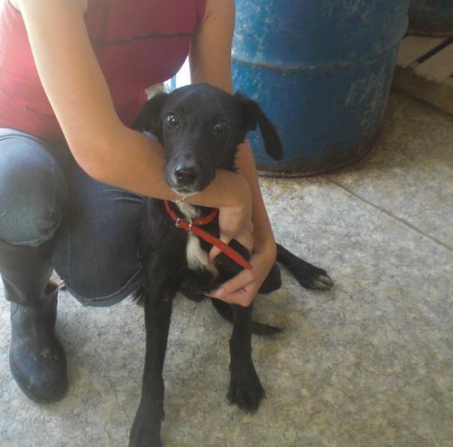 Cachorrita cruce de Galgo en adopcion