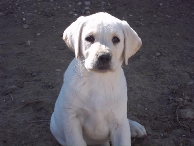 Cachorritos de Labrador color arena, economicos.