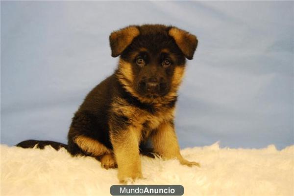 cachorritos de Pastor aleman,con pedigre PRECIOSOS