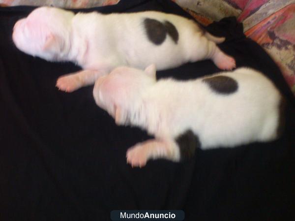 Cachorros de American Staffordshire con pedigree