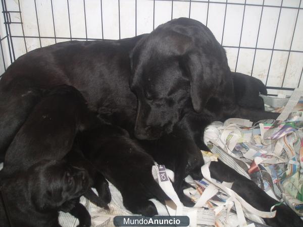 Cachorros de Labrador Retriever color negros