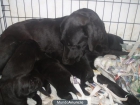 Cachorros de Labrador Retriever color negros - mejor precio | unprecio.es