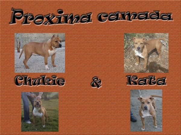 Camada de American Staffordshire Terrier en Malaga