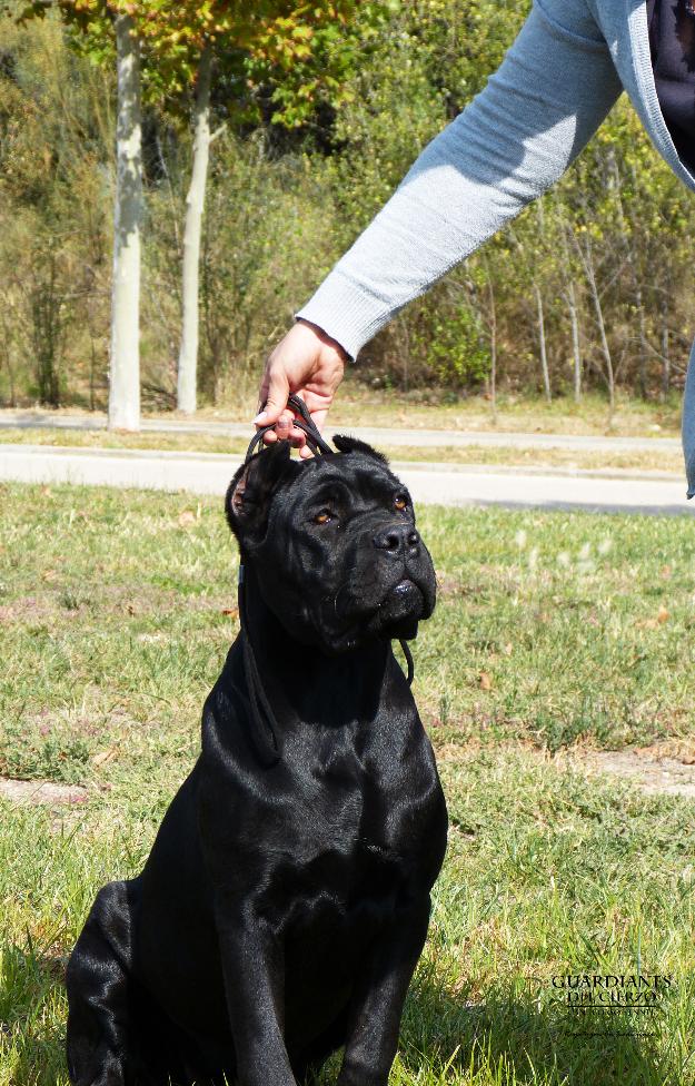 Camadas Cane Corso